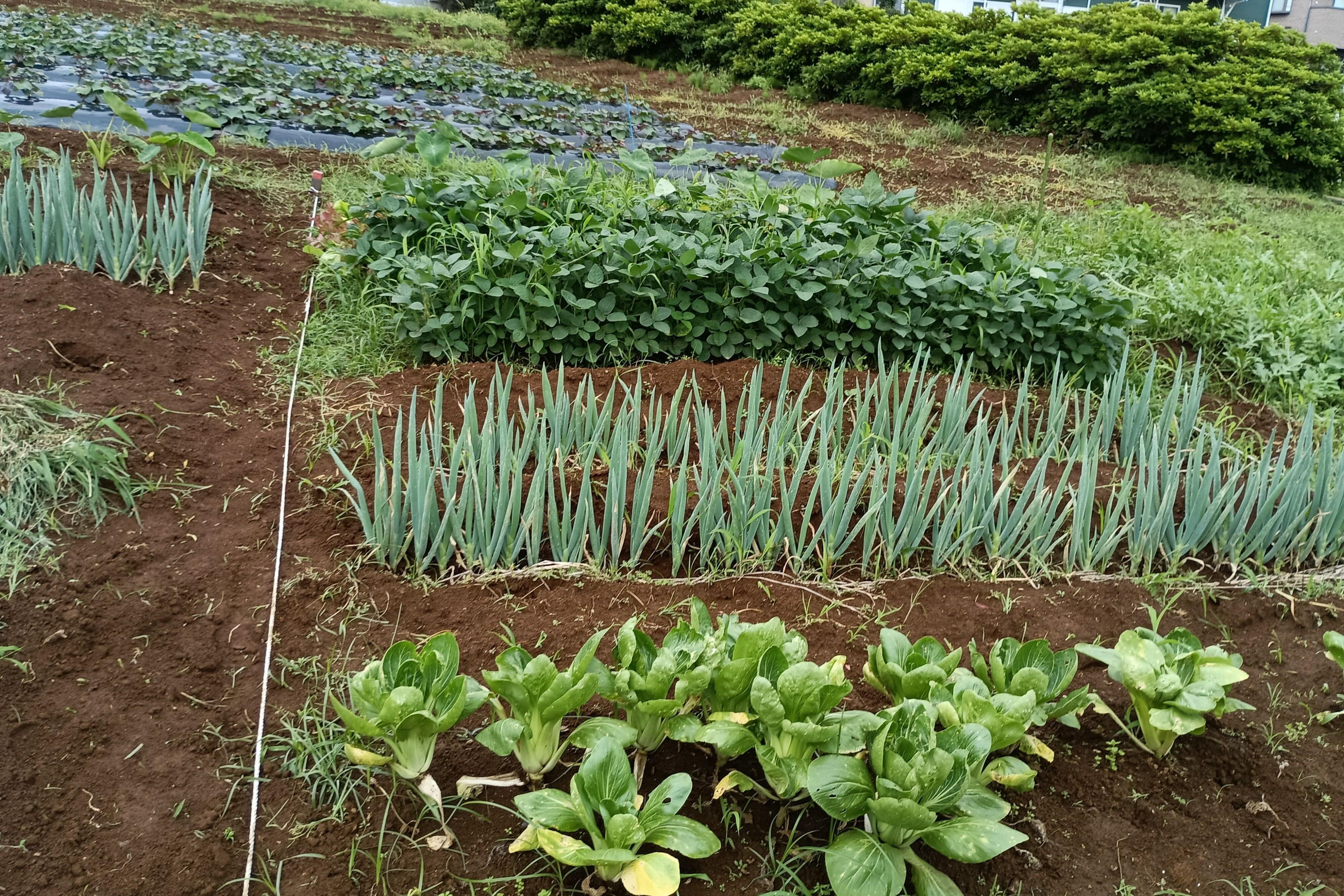 小島農園